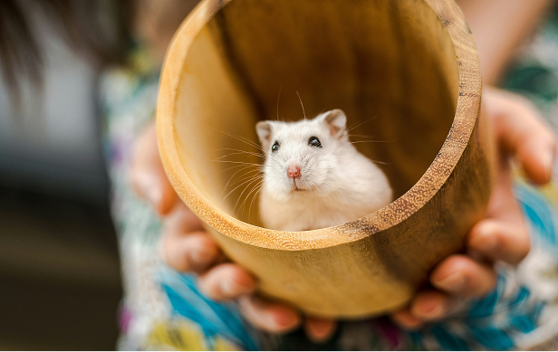 Ein Hamster ist in einer Bambusröhre die gehalten wird.
