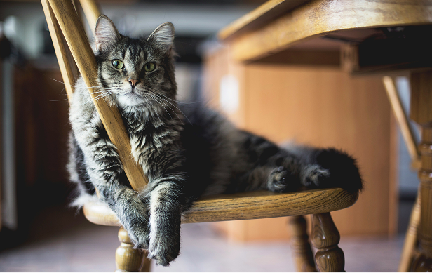 Eine dunkle Katze liegt auf einem Holzstuhl.