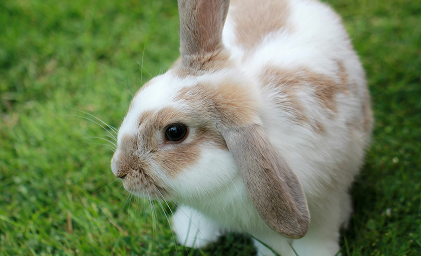 Ein Hase sitzt n einer Wiese.