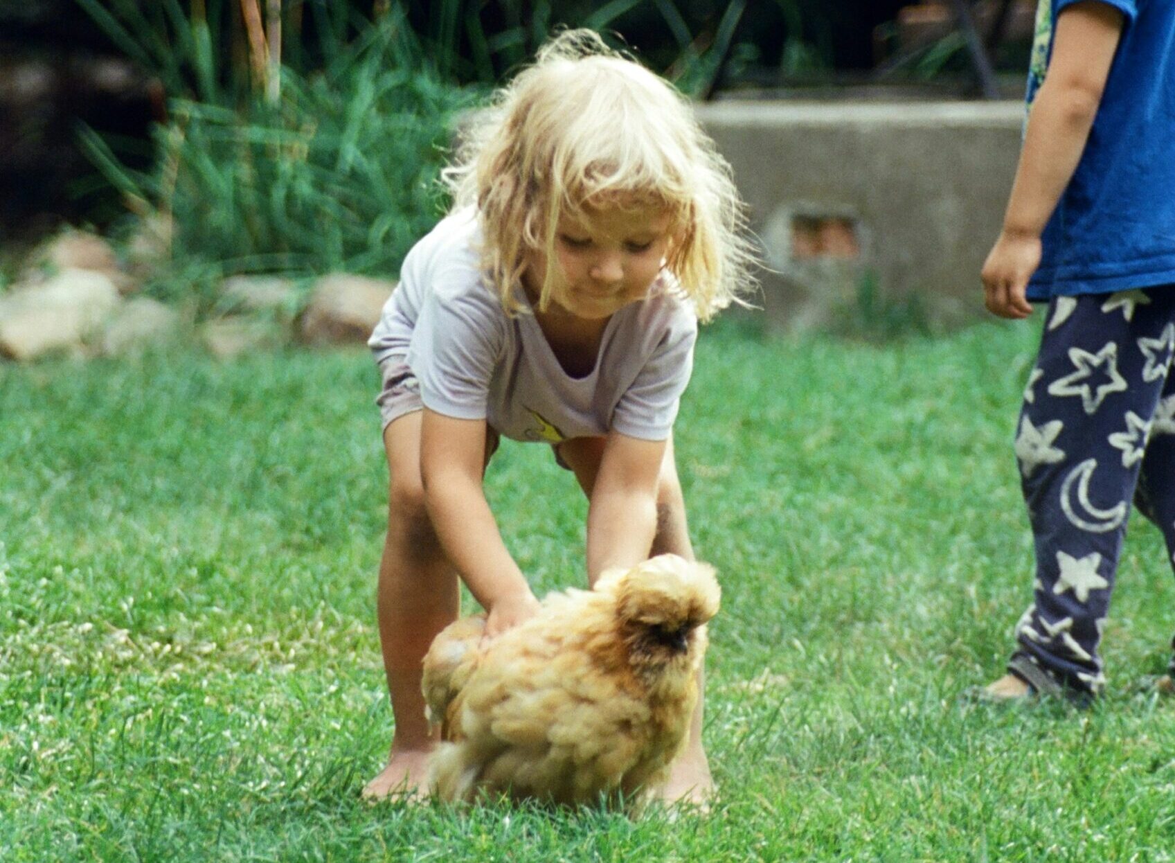 Ein Kind hebt ein Huhn auf einer grünen Wiese auf.
