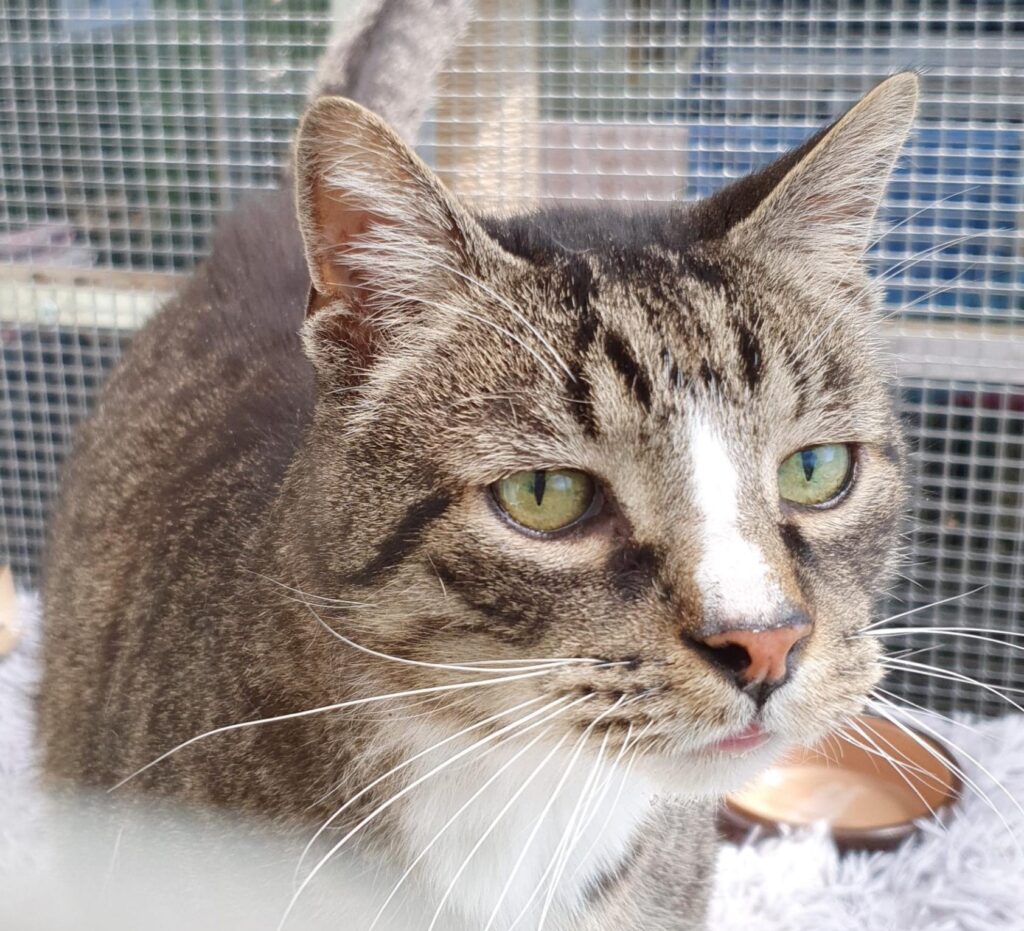 Katze schaut an der Kamera vorbei.