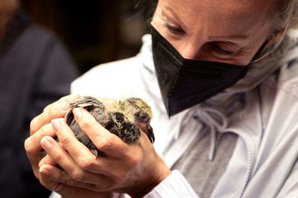 Frau mit FFP2 Maske hält jungen Vogel.